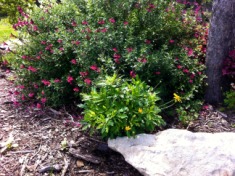 2012-03-30-6-Landscape changes Conifer Cove.jpg